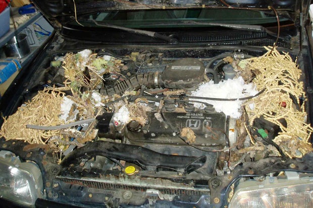 Pack Rats can raise havoc on your vehicle and  MPG if not dealt with immediately. This car was rescued by Mr. Pack Rat of Tuscon, AZ.  Looks comfy.